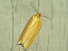 Clemens' Clepsis Moth